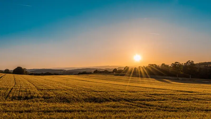 A golden wheat field at sunset